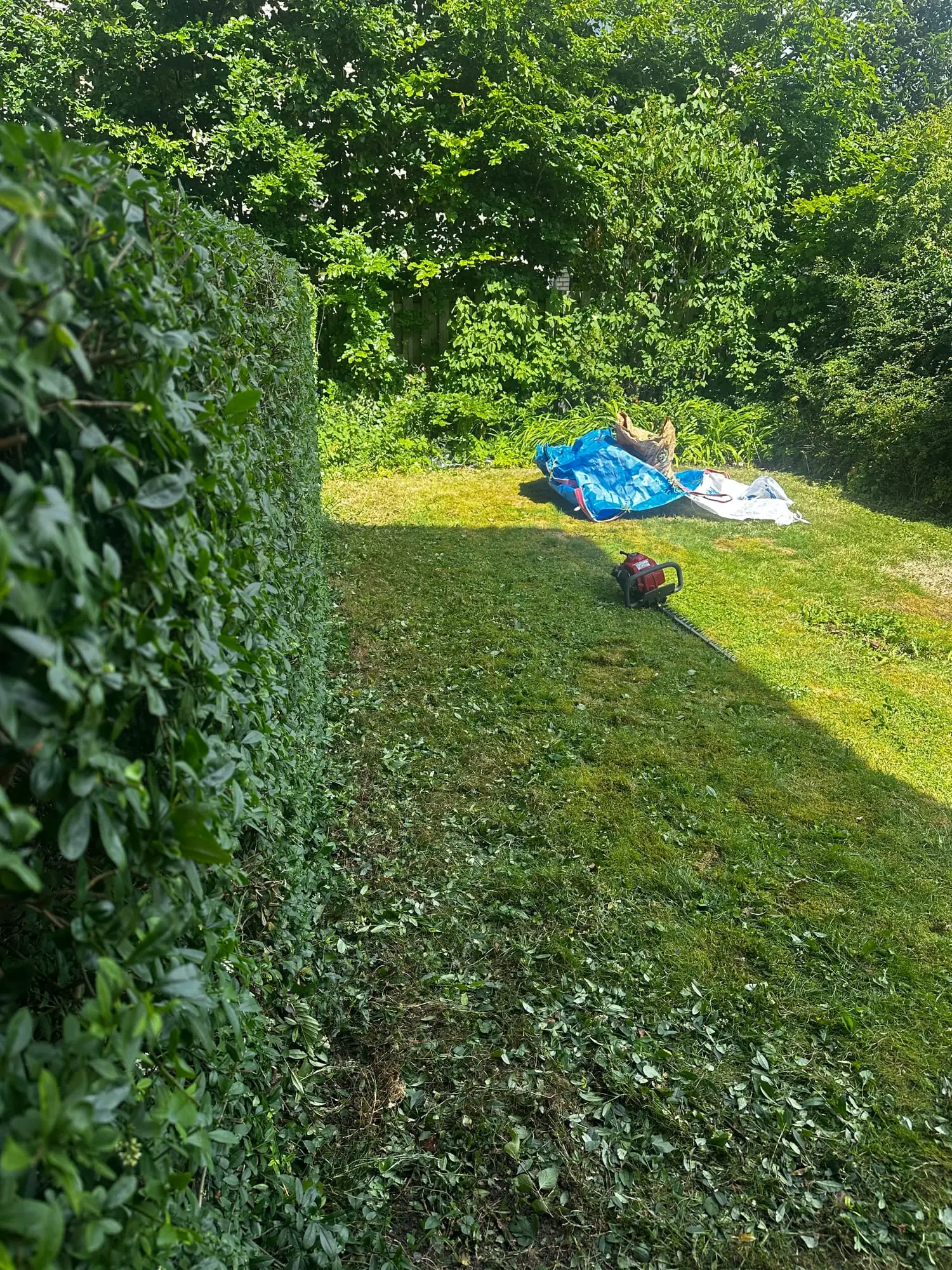 Nyklippet hæk med flad top langs en plæne, hækkeklipper og presenning med afklip i græsset